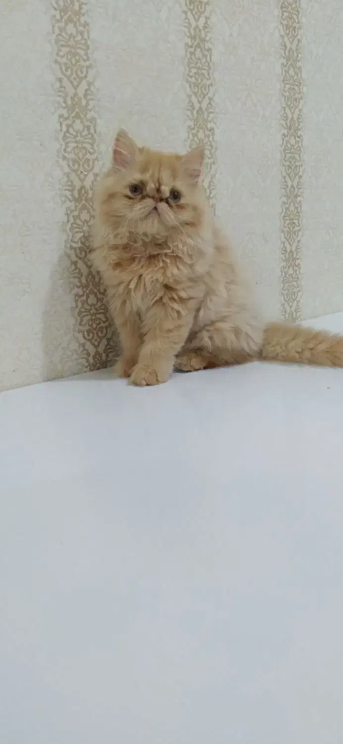 پرشین نر و ماده|گربه|بندرعباس, |دیوار