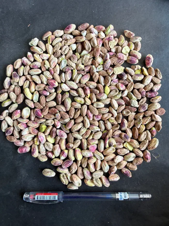 مغز پسته همه مدل|عمدهفروشی|شیراز, بازار|دیوار