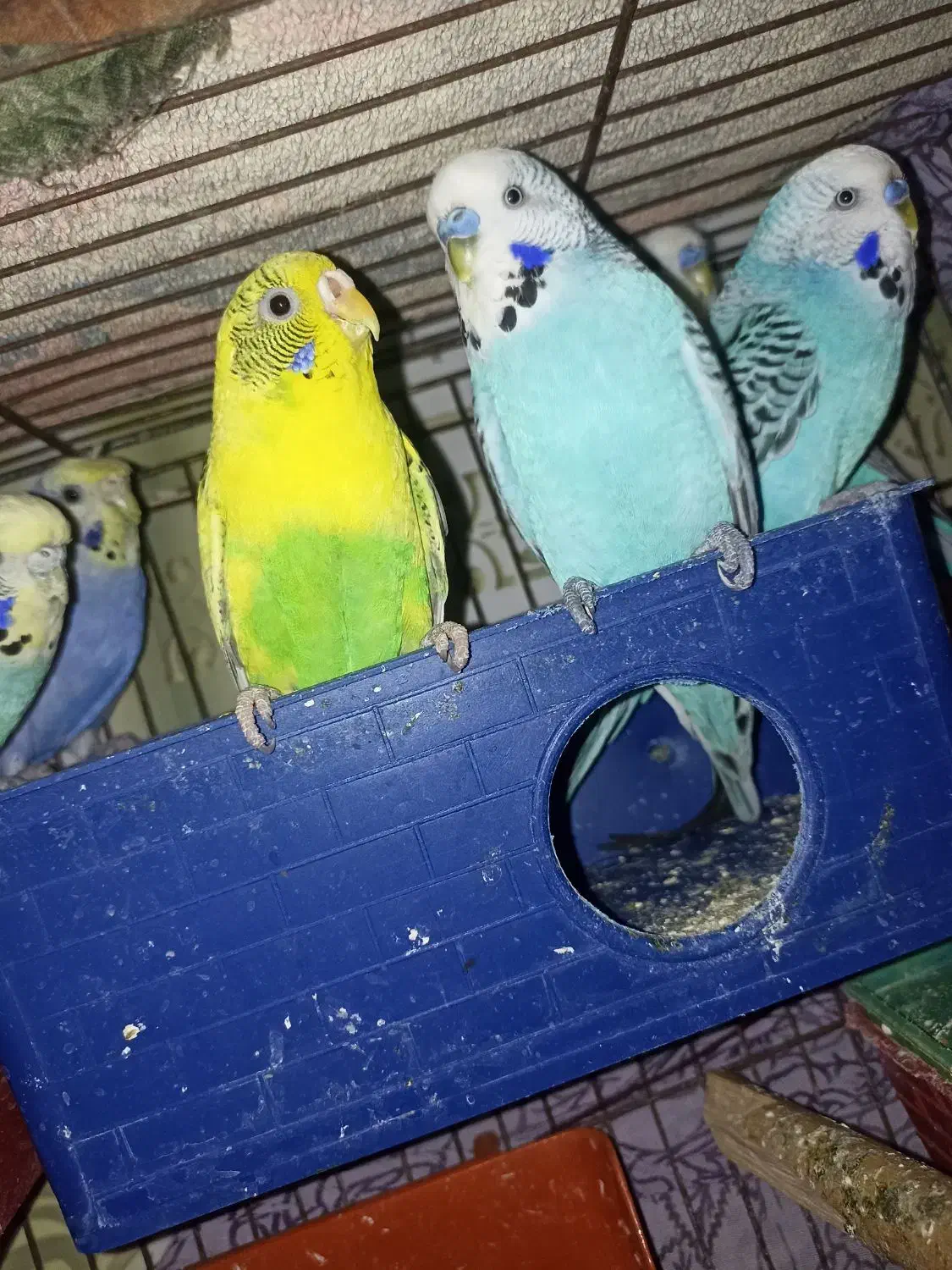 مرغ عشق|پرنده|زاهدان, |دیوار