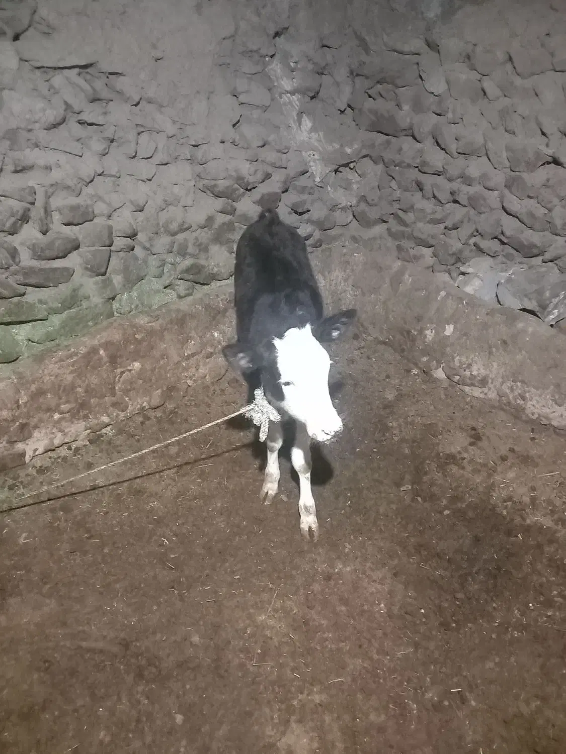 گاو گوساله|حیوانات مزرعه|دهگلان, |دیوار