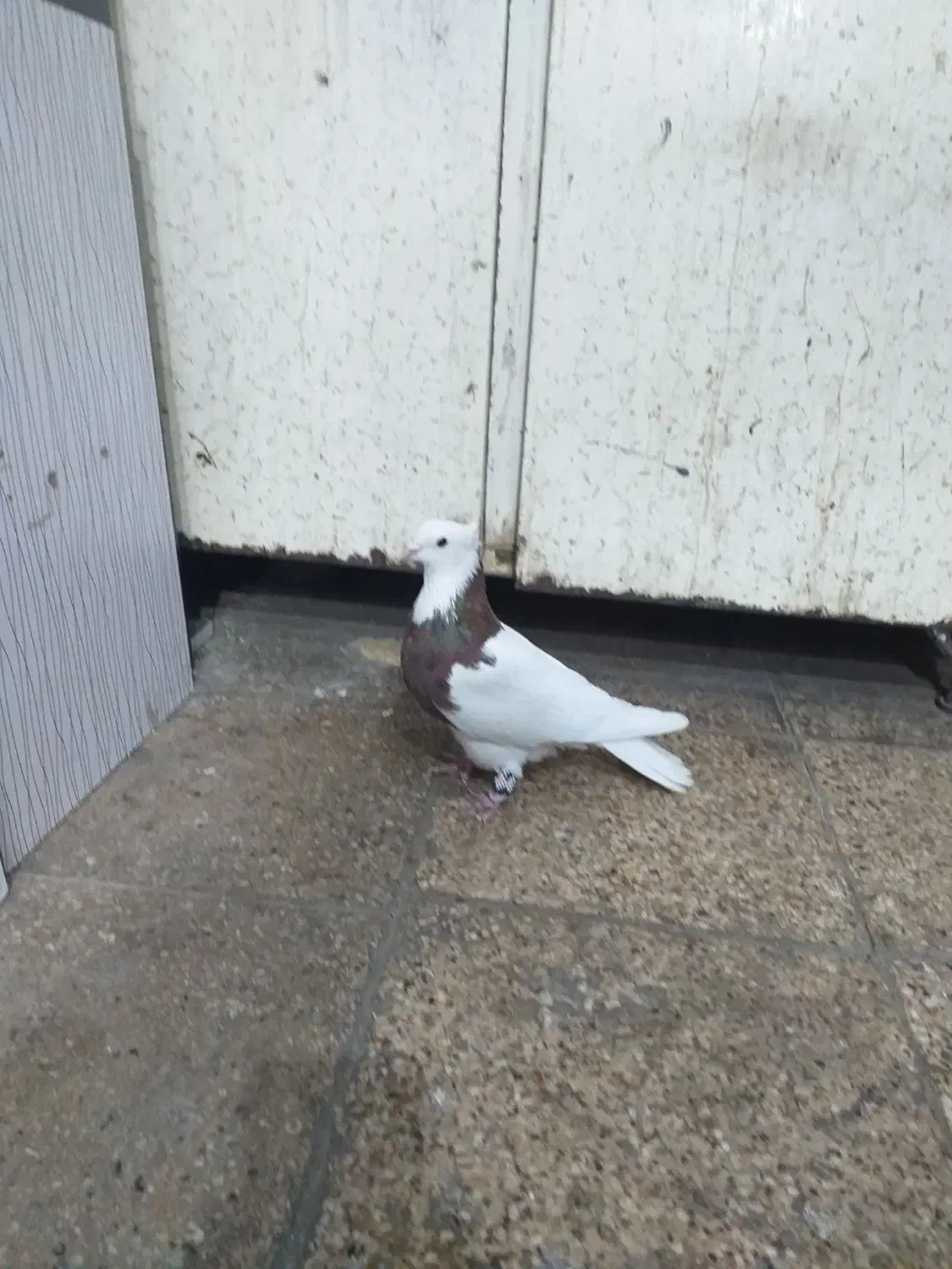 سلام طوقی سرخ|پرنده|مشهد, رده|دیوار