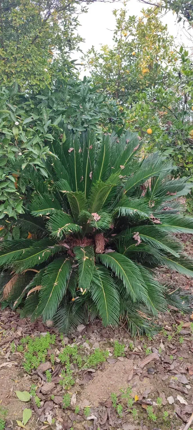 سیکاس|گل و گیاه طبیعی|زرگرشهر, |دیوار