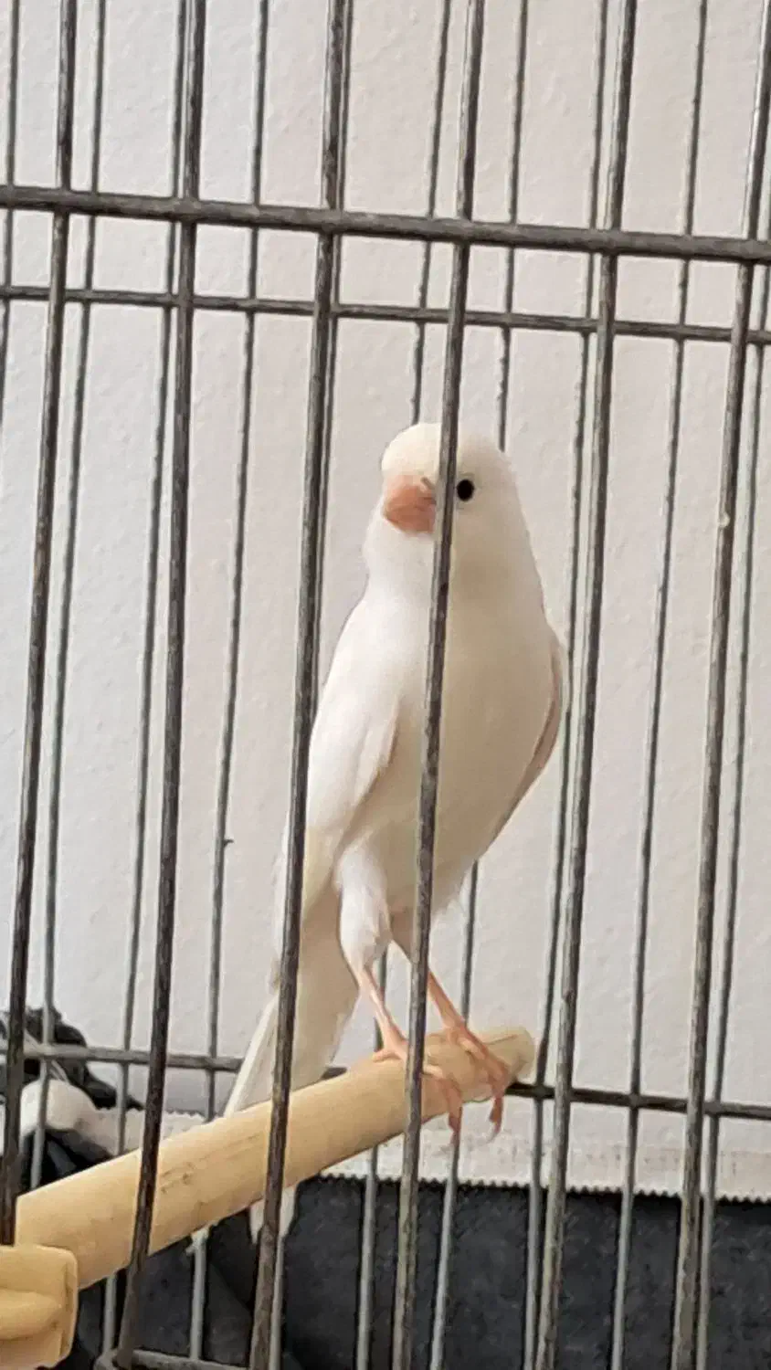 قناری نره|پرنده|کرمانشاه, |دیوار