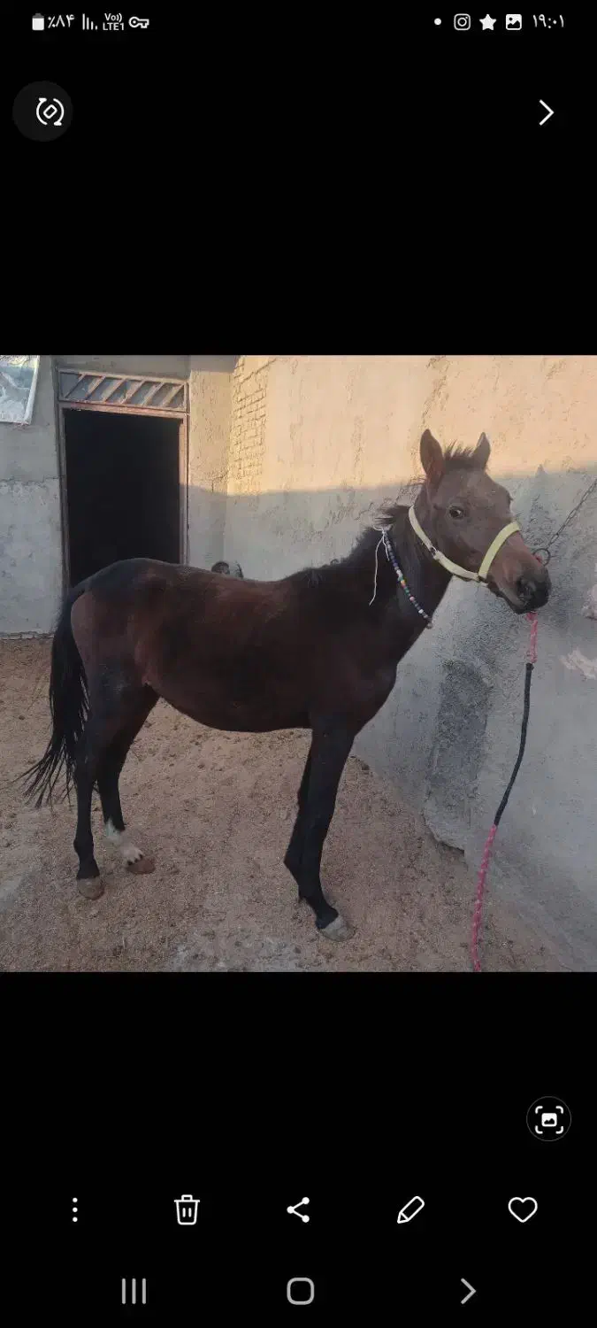 کره مادیون|اسب و تجهیزات اسبسواری|سبزوار, کوی گلستان|دیوار