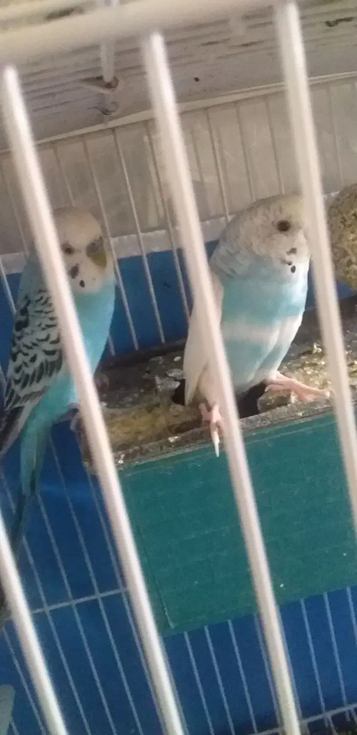 مرغ عشق|پرنده|ایلام, |دیوار