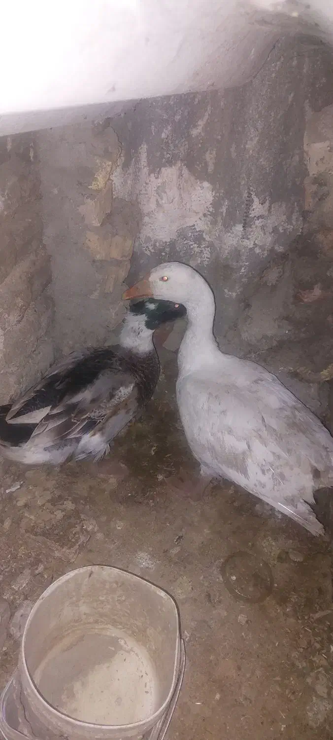 غاز و اردک|حیوانات مزرعه|نگین شهر, |دیوار