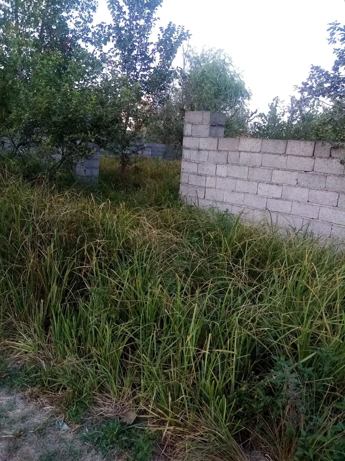 حراج زمین مسکونی|حراج|رشت, لاکان شهر|دیوار