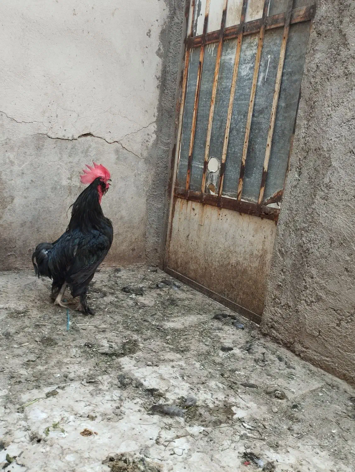 خروس سیاه جوان اصیل مرندی|حیوانات مزرعه|قم, عمار یاسر|دیوار