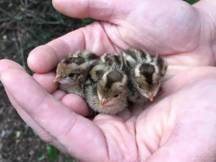 جوجه بلدرچین یک روزه به بالا|حیوانات مزرعه|کرمان, |دیوار