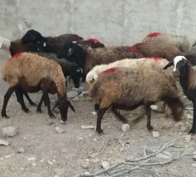 گوسفند جوان افشاری آبستن|حیوانات مزرعه|ری, فیروزآباد|دیوار