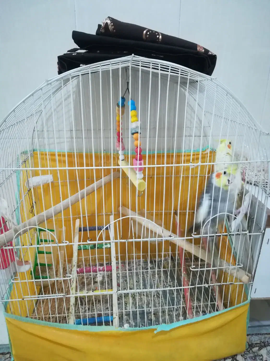 عروس هلندی نر و ماده|پرنده|نقده, |دیوار