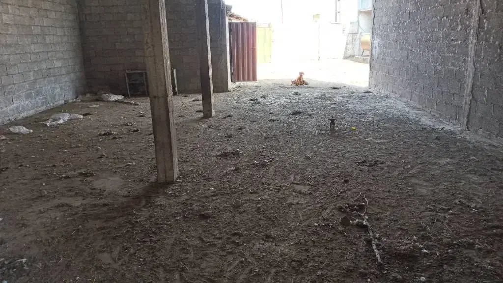 اجاره گاوداری   با پروانه 150راس30م|اجارهٔ دفتر صنعتی، کشاورزی، تجاری|بندر انزلی, چهارفریضه|دیوار