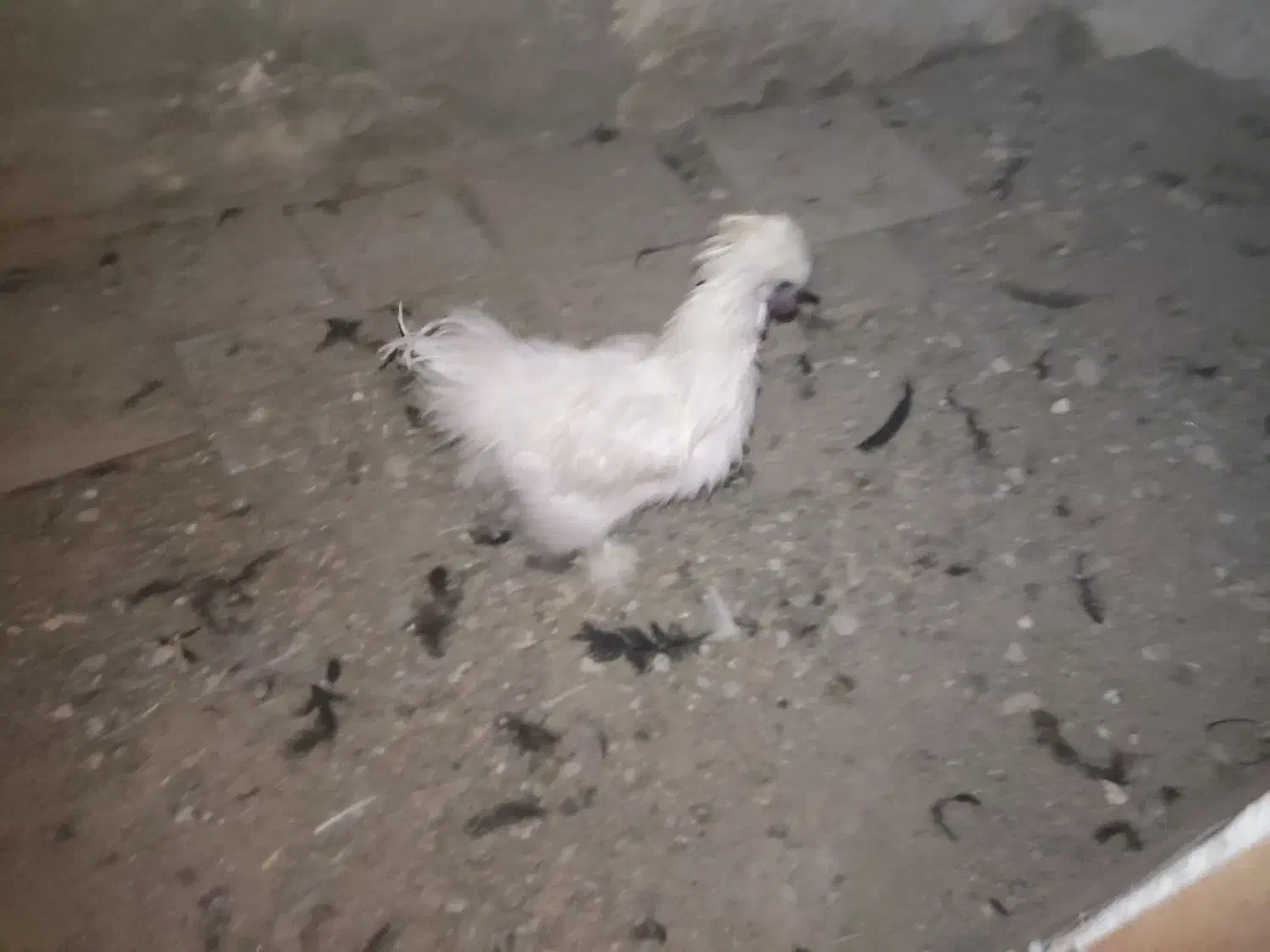 مرغ و خروس زینتی|حیوانات مزرعه|تربتحیدریه, شهدا|دیوار