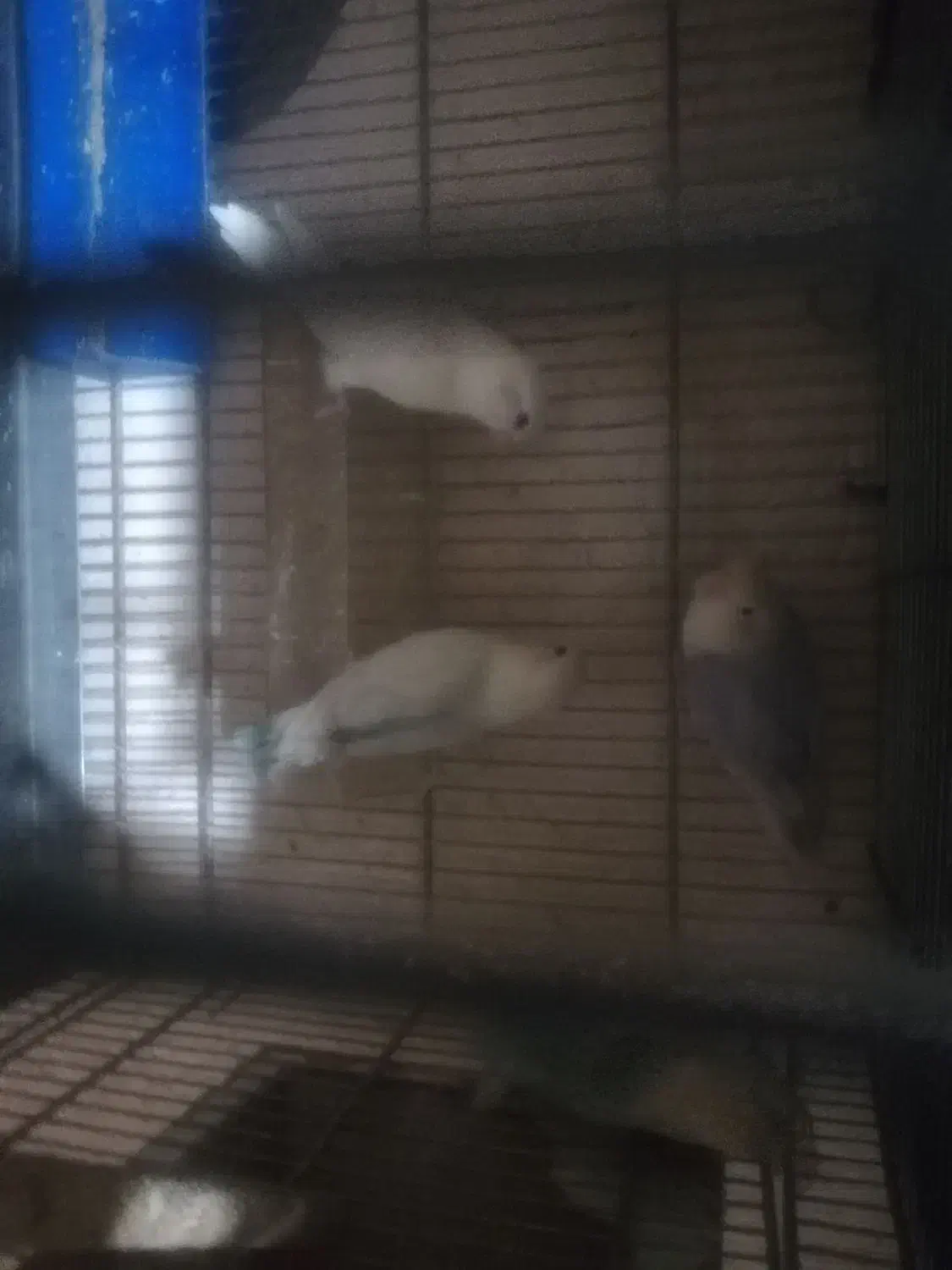 کوتوله مارال جفت شده وجوانه|پرنده|فسا, |دیوار