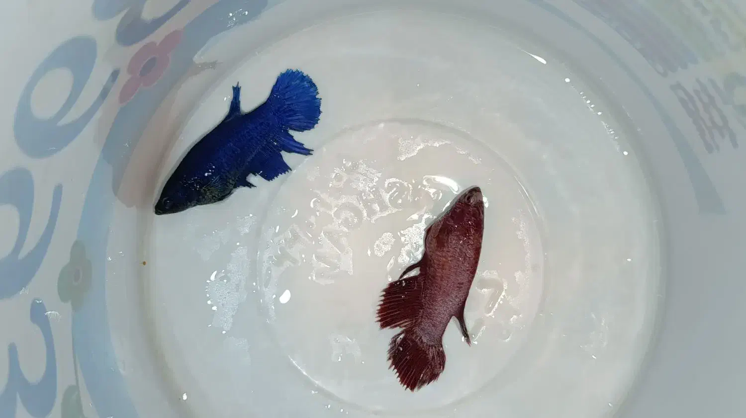 فایتر ماده گریددار|ماهی|مشهد, رضاشهر|دیوار