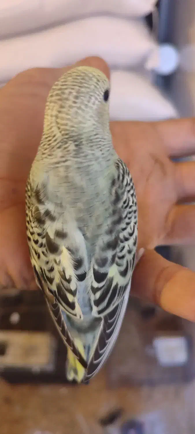 مرغ عشق|پرنده|صدرا-فارس, فاز ۲|دیوار