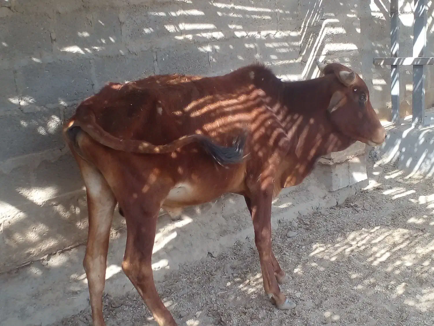 گوساله های تمیز و سالم برای پروار|حیوانات مزرعه|سیریک, |دیوار