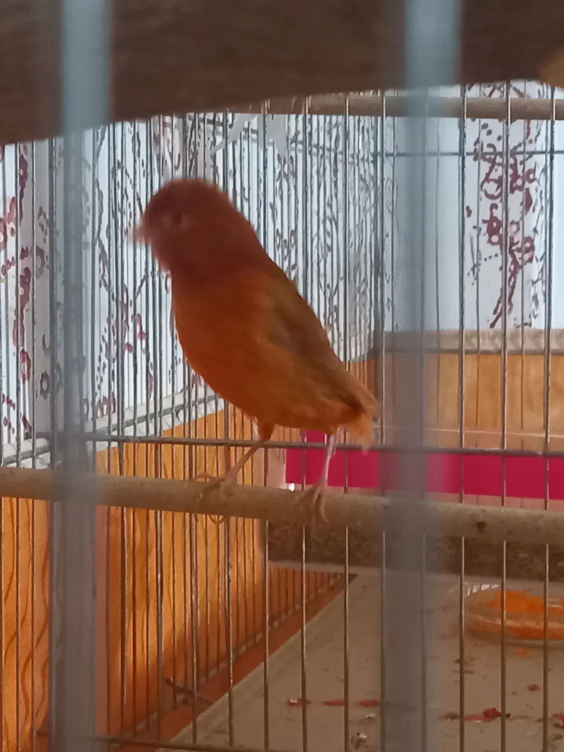 قناری نر مست ماده اماده|پرنده|رودان, |دیوار