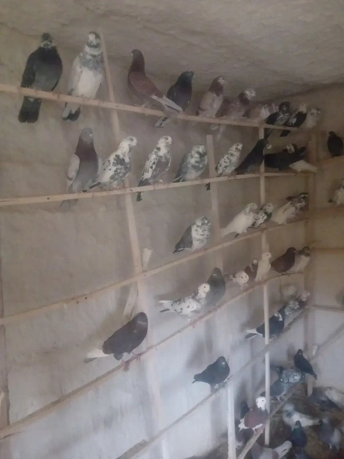 ۲۵۰ عدد کفتر پرشی خیلی خوب|پرنده|صوفیان, |دیوار