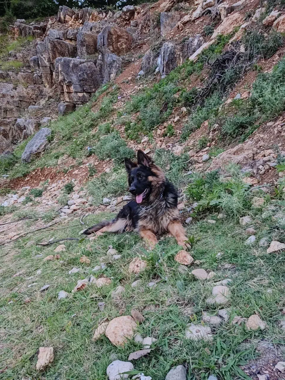 ژرمن شپرد نر شولاین|سگ|نوشهر, |دیوار