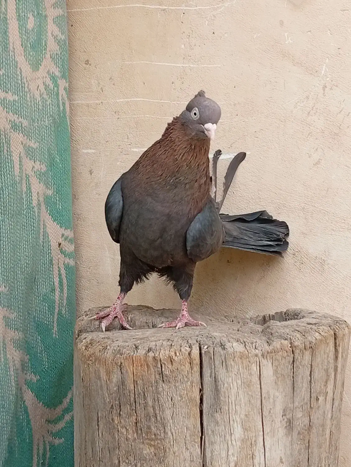 کبوتر سرکه ای چشم و نوک سفید|پرنده|باغ بهادران, |دیوار