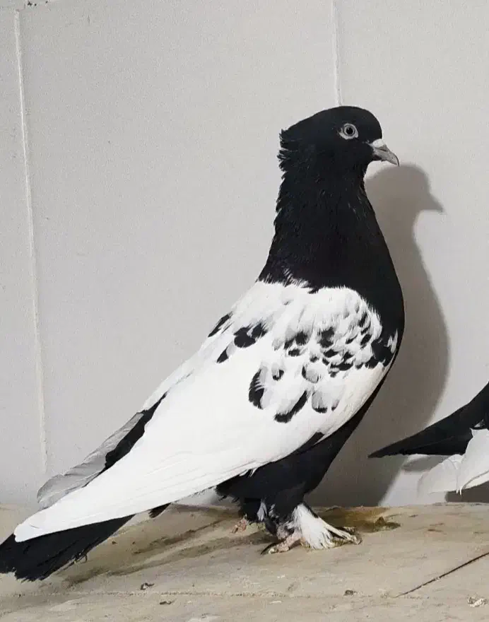 کبوتر|پرنده|مرودشت, شهرک مهدیه|دیوار