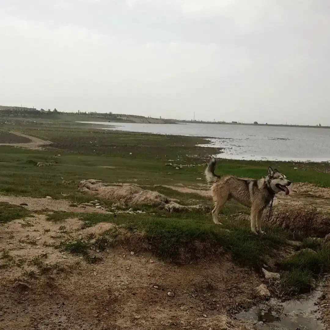 هاسکی|سگ|اردبیل, |دیوار