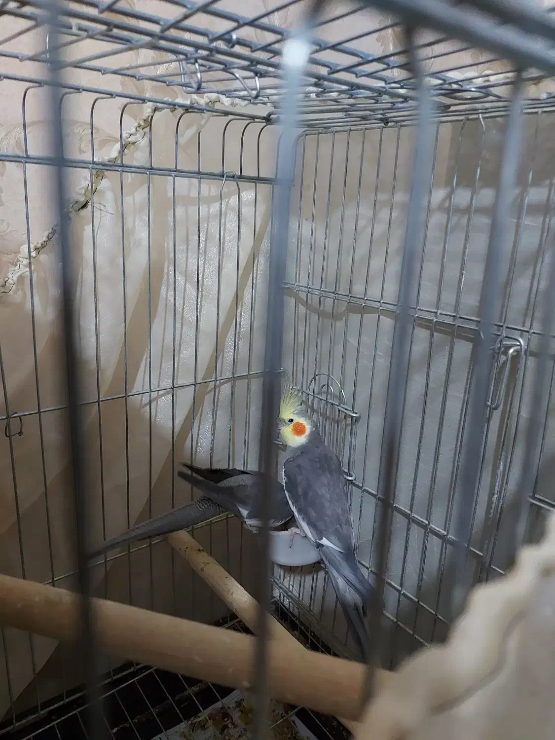 عروس هلندی مولد|پرنده|چهاردانگه (تهران), |دیوار