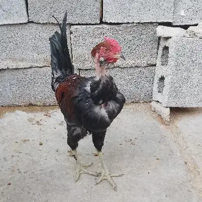 خروس محلی|حیوانات مزرعه|برازجان, |دیوار