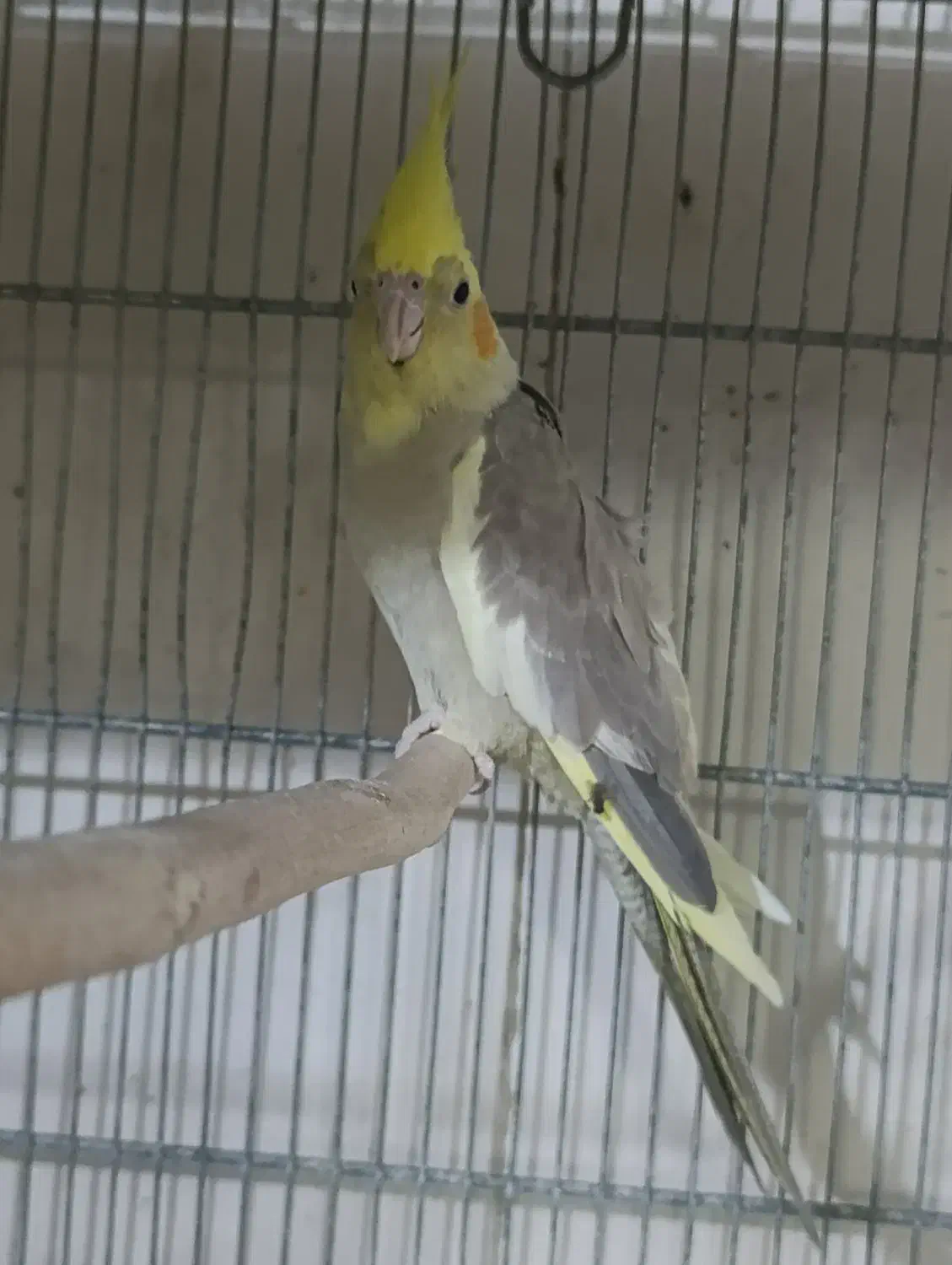 عروس هلندی ماده و چند عدد جوجه تازه دون خور|پرنده|قم, نوبهار|دیوار