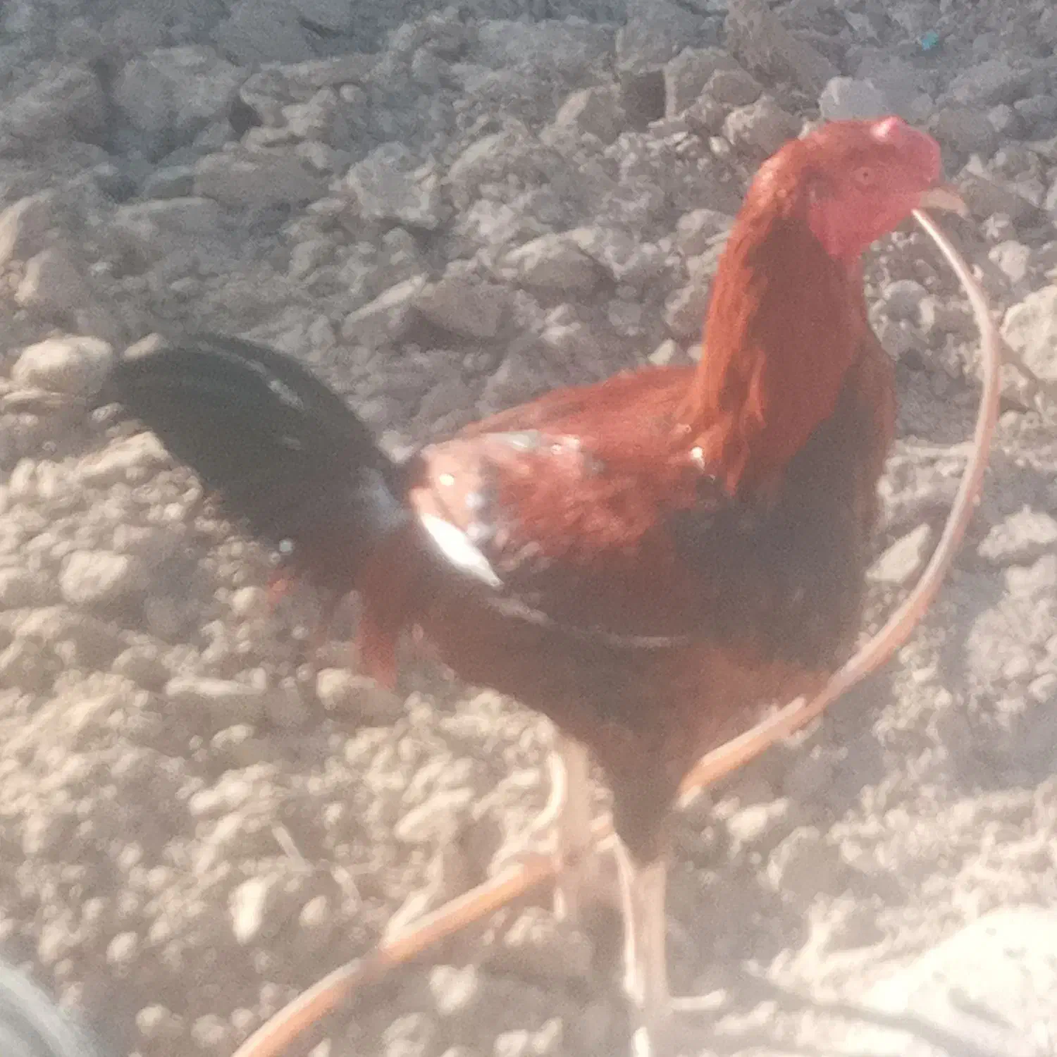 عروس|حیوانات مزرعه|زهک, |دیوار