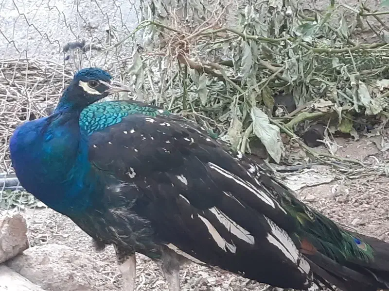 فروش یک دونه طاوس نر نژادهندی ابی|پرنده|گیان, |دیوار