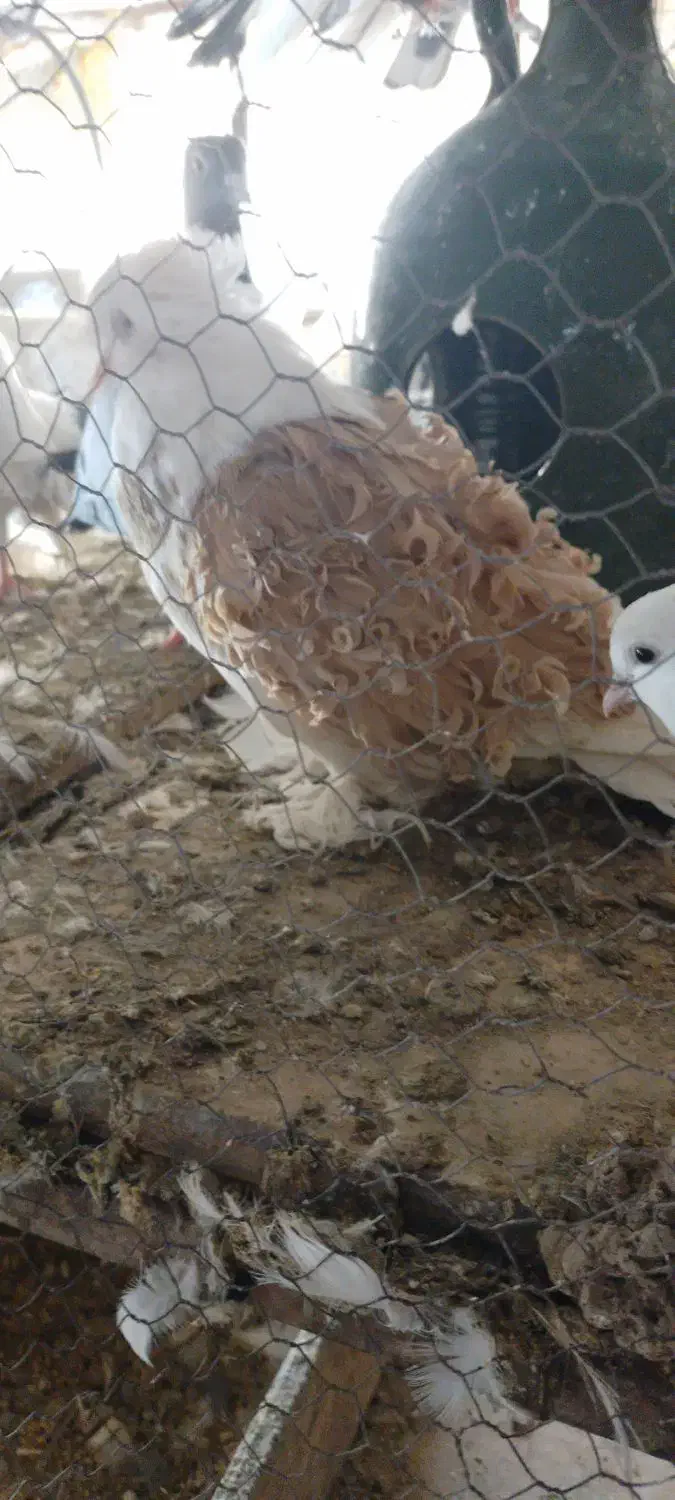 کبوتر جکسون نر و جوجه دم چتری|پرنده|پاکدشت, پاکدشت (مامازند)|دیوار