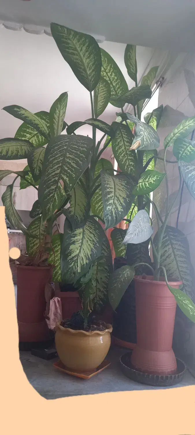 ۳ عدد گل دیفن با هم ۲۰۰۰۰۰۰ تومان|گل و گیاه طبیعی|یاسوج, |دیوار