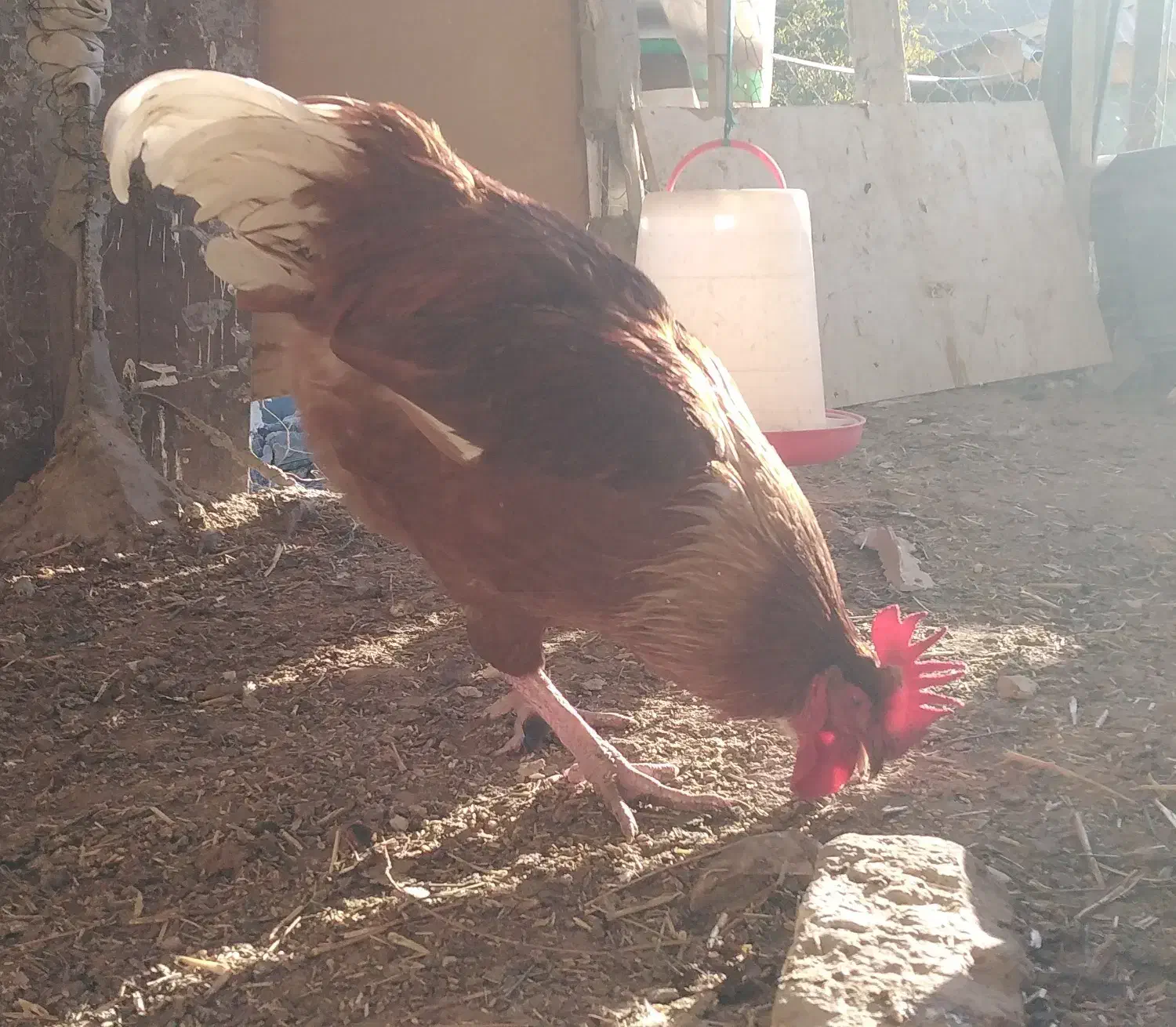 یک عدد خروس محلی یک عدد خروس لاری و دو مرغ لاری|پرنده|قوچان, |دیوار