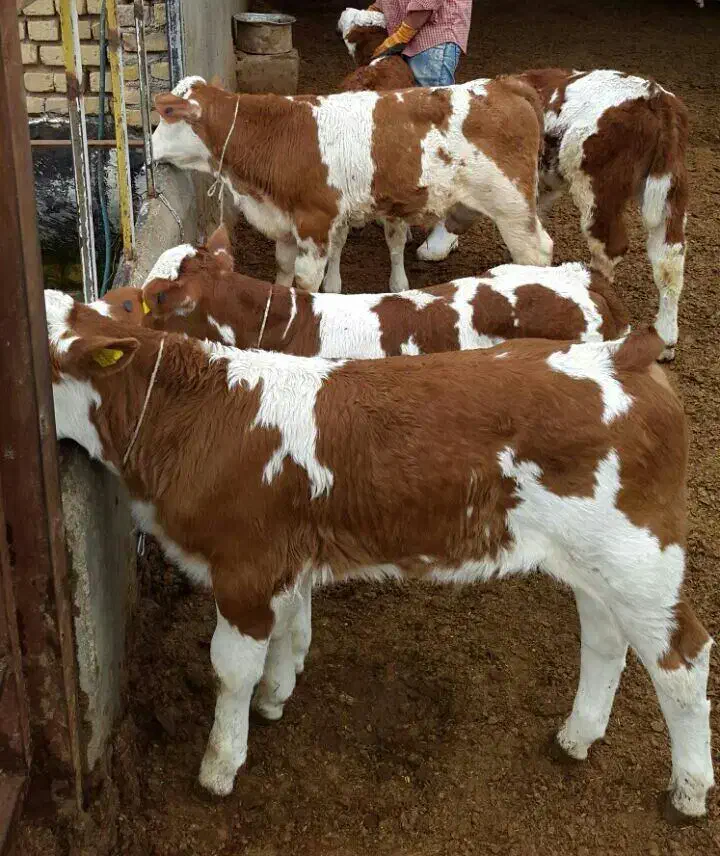 گوساله اصیل در انواع نژآد|حیوانات مزرعه|گنبد کاووس, |دیوار