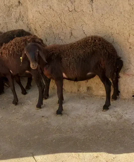 بره نر|حیوانات مزرعه|صائین قلعه, |دیوار