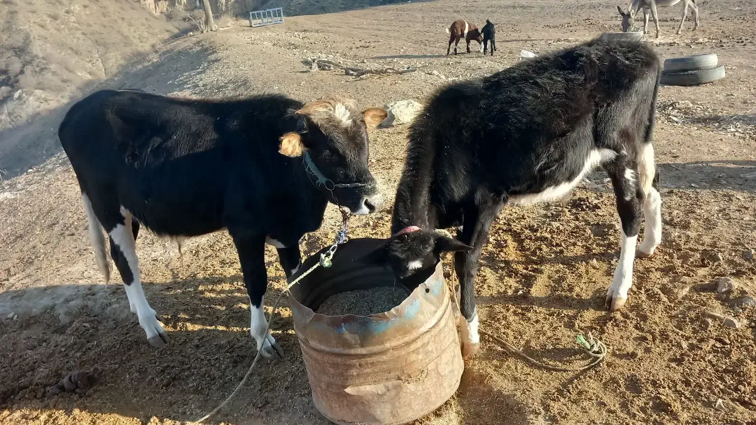 مبلغ ۱۱۰۰۰۰۰۰۰مراوه تپه گوگدره|حیوانات مزرعه|مراوه, |دیوار