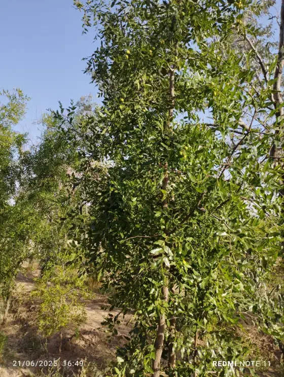 باغ معصوم آباد|فروش زمین و ملک کلنگی|بیرجند, |دیوار