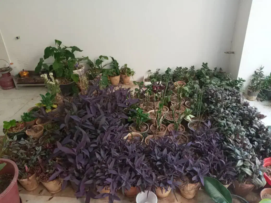 تعدای گل آپارتمانی فروش به صورت یکجا|گل و گیاه طبیعی|خمینی‌شهر, |دیوار