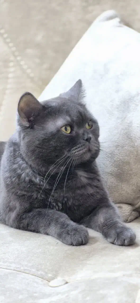 اسکاتیش نر|گربه|مشهد, احمدآباد|دیوار