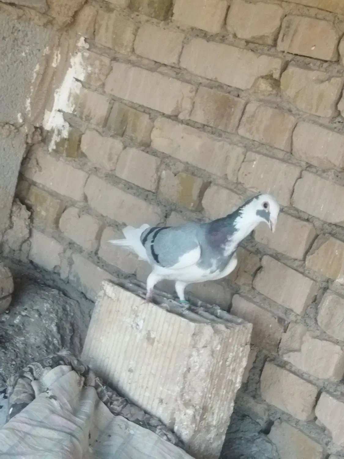 400|پرنده|جوین, |دیوار