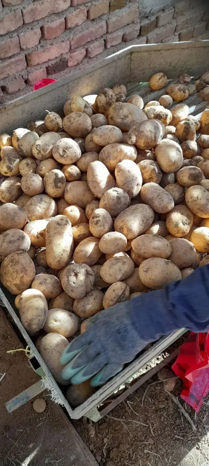 سیب زمینی جلی درجه یک|عمده‌فروشی|لالجین, |دیوار