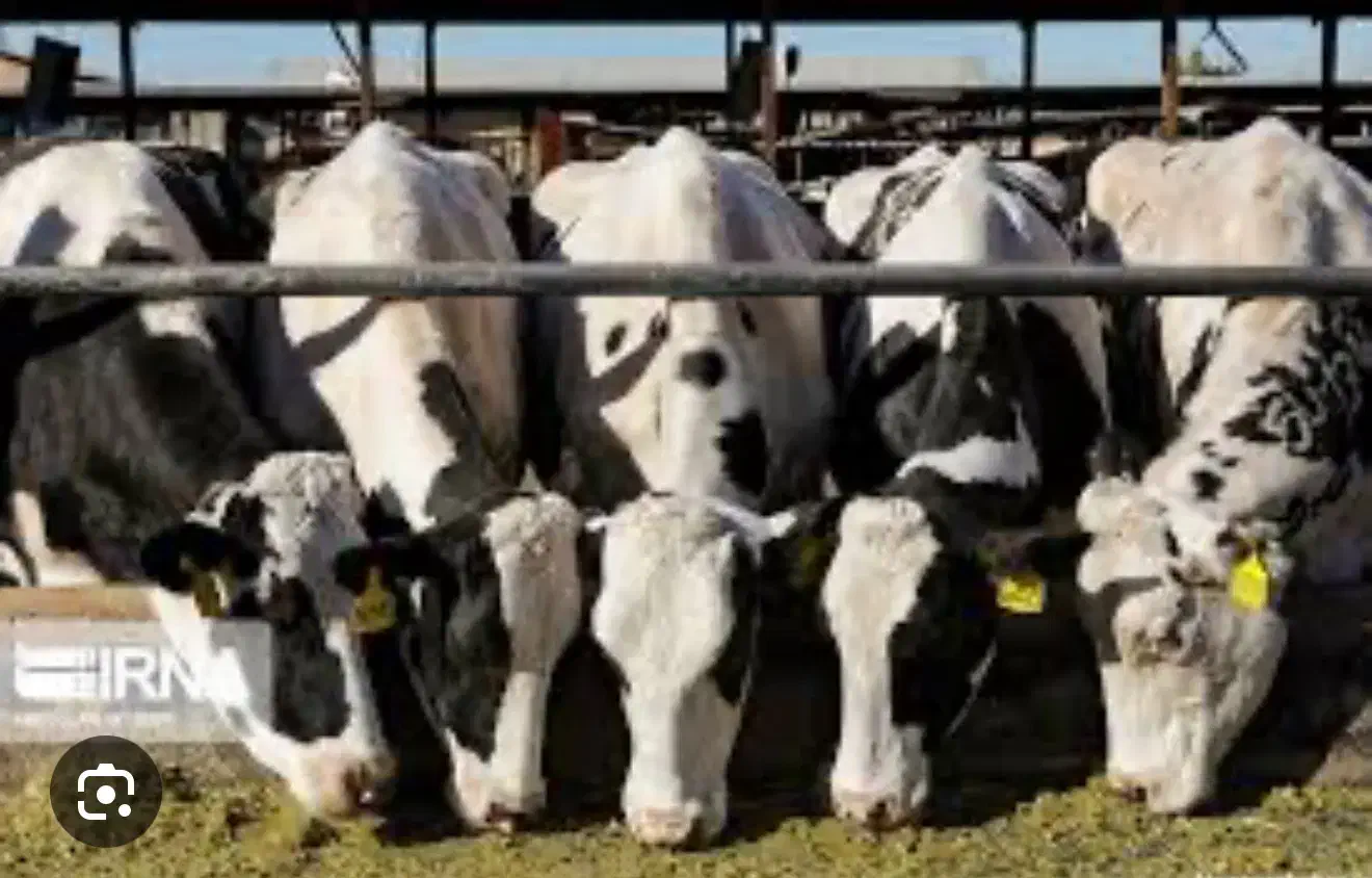 کارگرگاوداری|استخدام صنعتی، فنی، مهندسی|آبیک, |دیوار