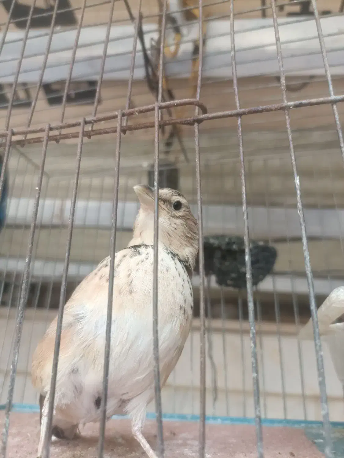 سهره خاکی نر|پرنده|الوند, |دیوار