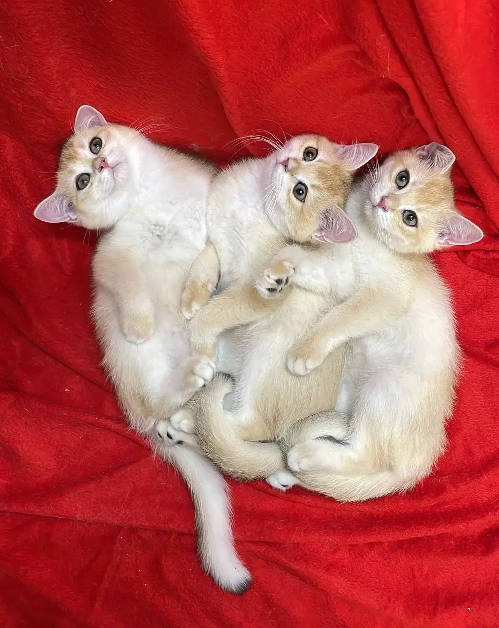 بریتیش شورت هیر و لانگ هیر|گربه|کرج, جهان‌شهر|دیوار