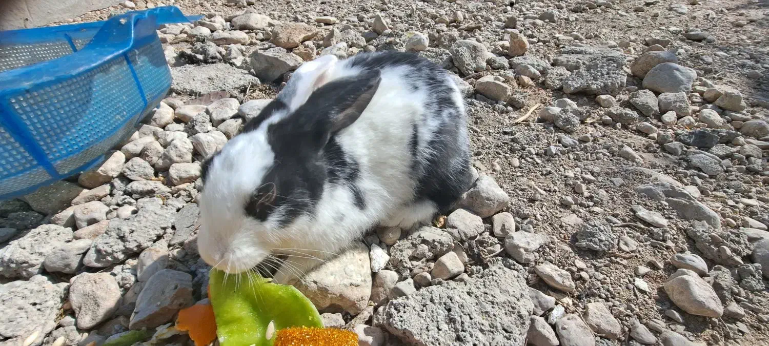 دو خرگوش|موش و خرگوش|لنده, |دیوار