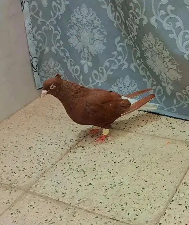 سه عدد سرخ دم سفید چهارده دم درشت مقبول|پرنده|مشهد, کوی سیدی|دیوار