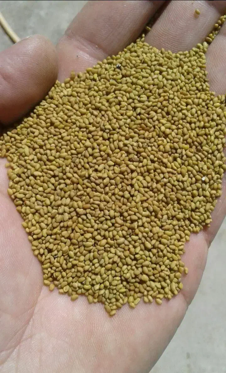 خرید وفروش بذر شبدر و یونجه|گل و گیاه طبیعی|مشهد, عیدگاه|دیوار