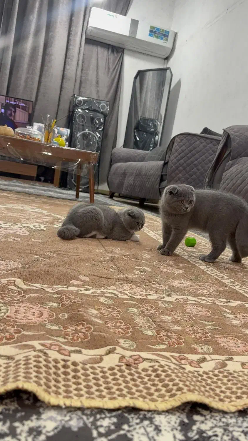 گربه اسکاتیش|گربه|اهواز, کوروش|دیوار